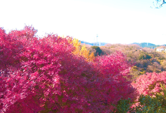 塚山公園（紅葉編）